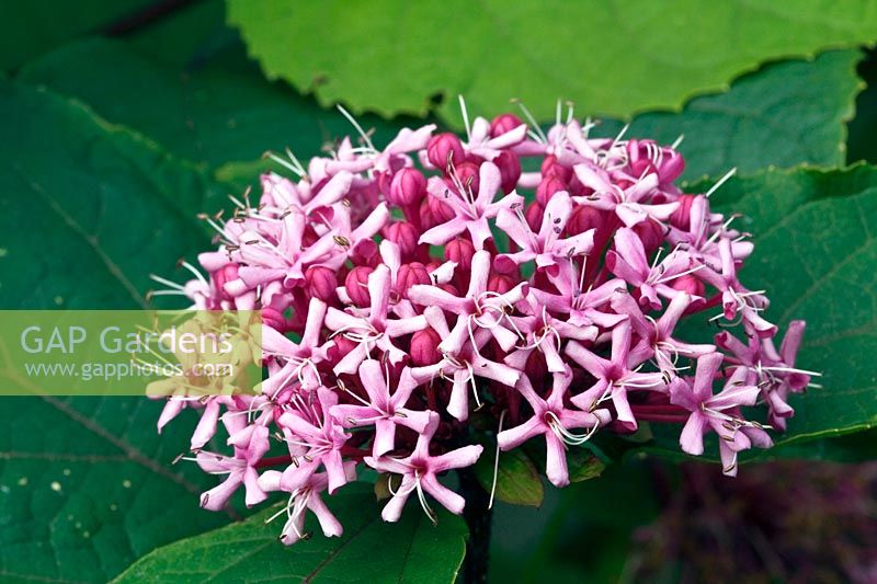 Flower head of Clerodendron bungei - Pink-diamond-glory-flower