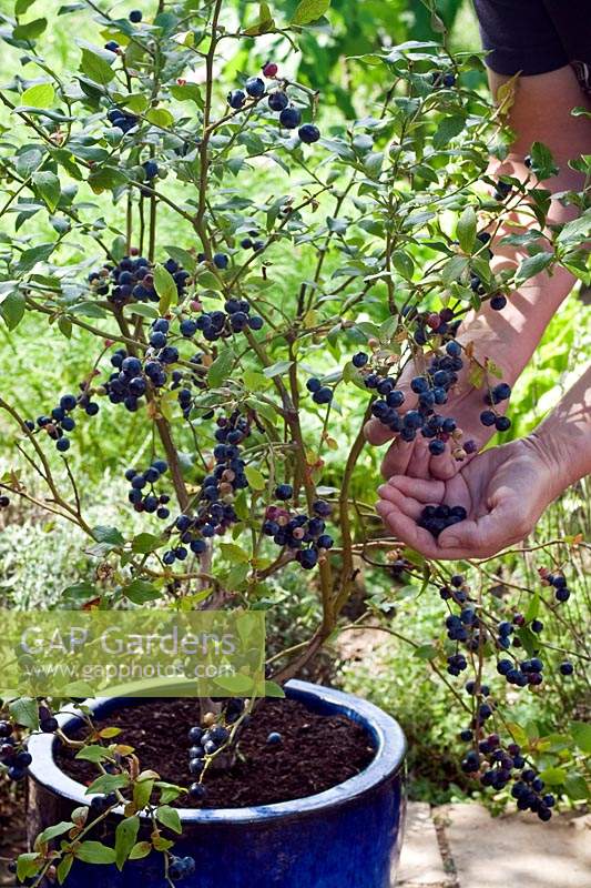Picking fruit from a Vaccinium corymbosum - Blueberry - plant growing in a container 
