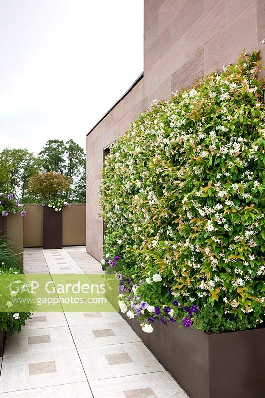 Trachelospermum jasminoides planted in planter on roof garden.