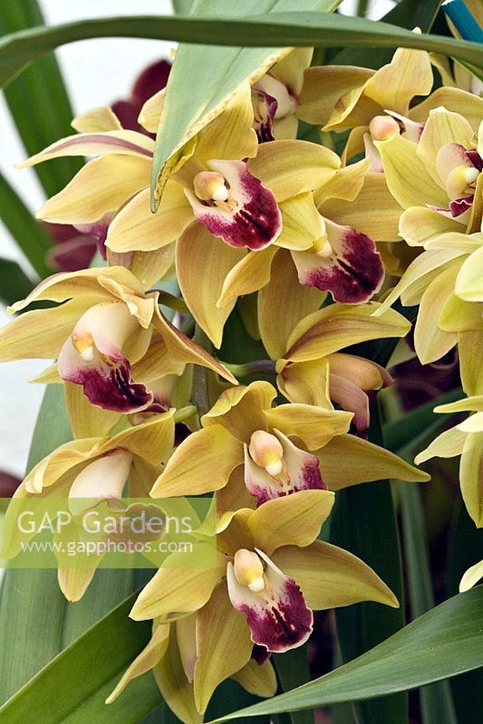 Cymbidium 'amelia earhart'