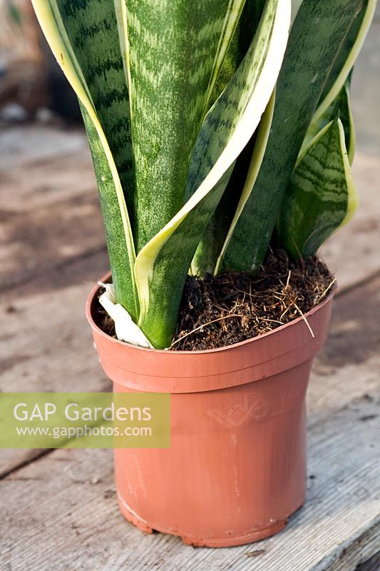 A Sanseveria trifasciata var. Laurentii - Mother-in-law's Tongue - in need of repotting as roots are buckling plastic pot