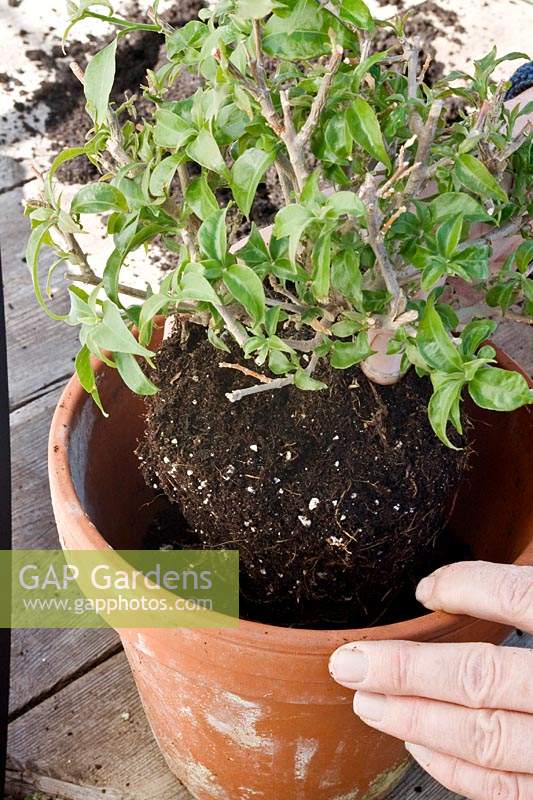 Potting on a Bougainvillea 'Alexandra'