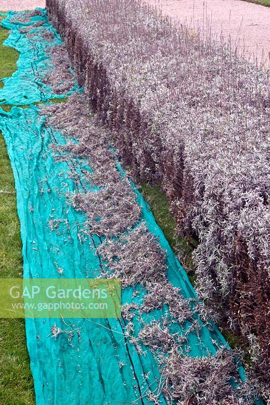 Placing a sheet under a Lavandula - lavender hedge to catch the trimmings