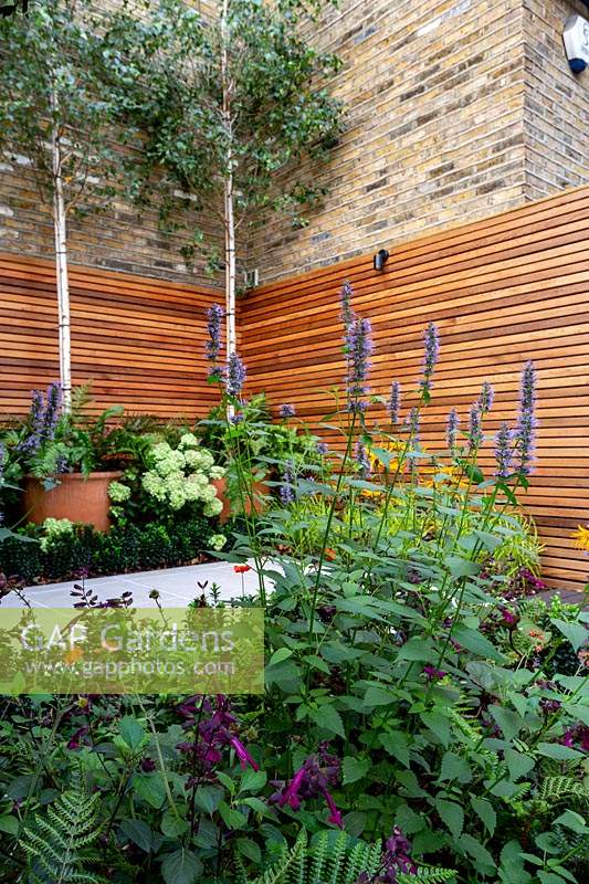 Small contemporary London garden with cedar batten trellis. Planting includes Persicaria 'Purple Fanstasy', Betula Utilis in large pots