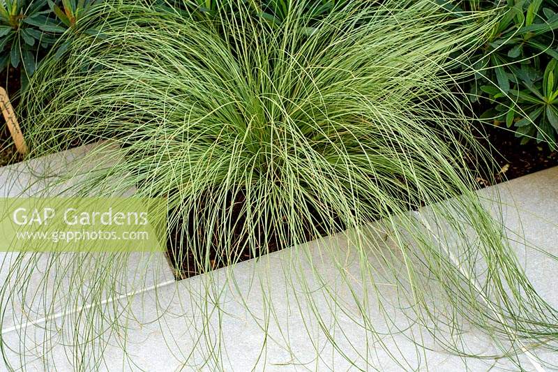 Carex comans 'Frosted Curls' next to white stone patio