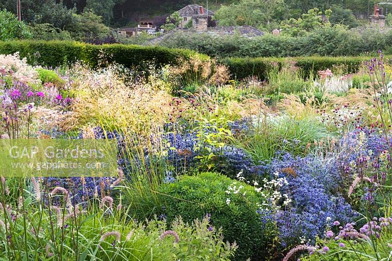 View over prairie-style bed to hedge and houses beyond. In bed, blue Eryngium bourgatii 'Picos Blue' weaves in and out of ornamental grasses and other perennials. Plants include: Stipa gigantea, S. calamagrostis, Dianthus carthusianorum, Allium 'Summer Beauty' and Dipsacus pilosus 