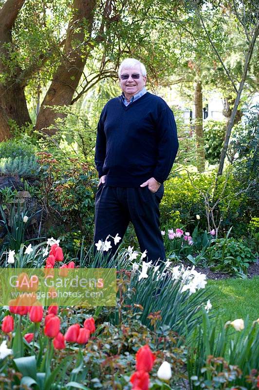 Man standing in garden near bed of flowering Narcissus - Daffodil and Tulipa - Tulip