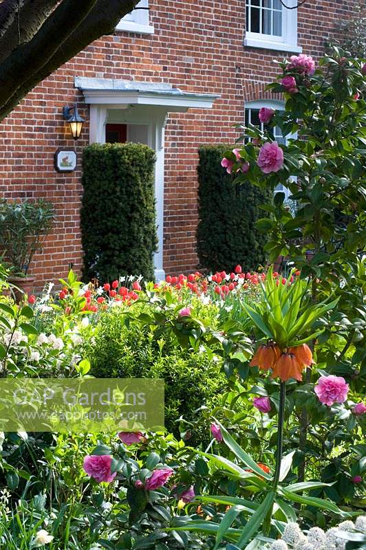 View past flowering Fritillaria imperialis - Crown Imperial - and Camellia towards house with Tulipa - Tulip - and Taxus - Yew - columns by front door