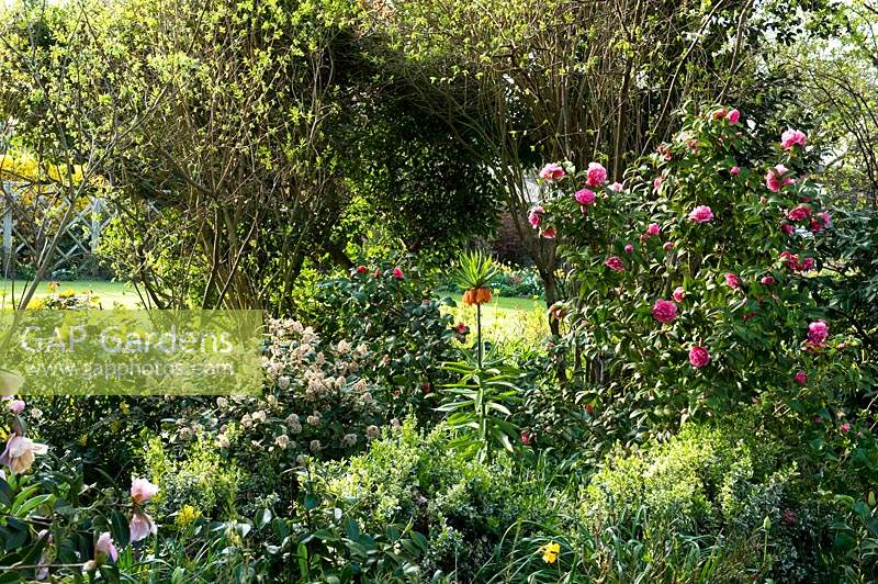 View through shrub border with Camellia in flower