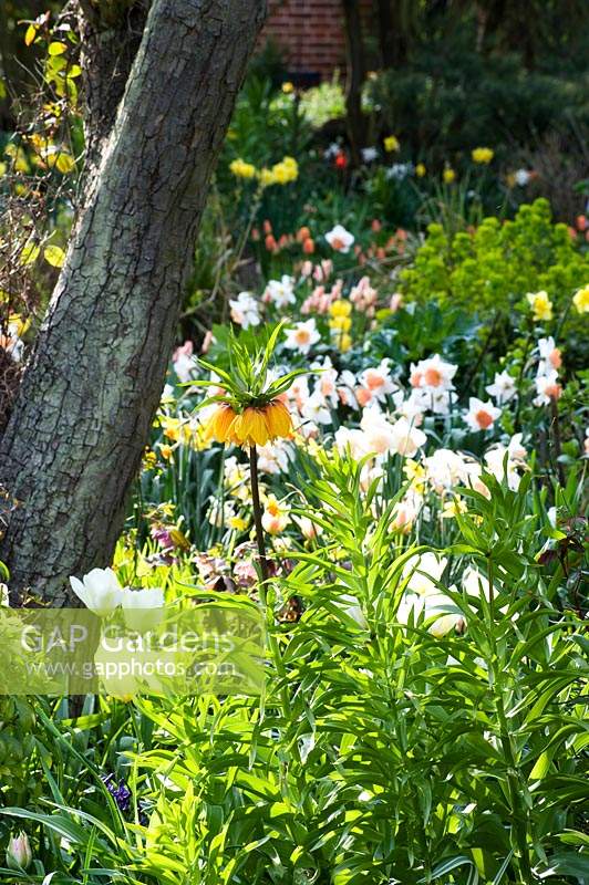 View of mixed borders with flowering bulbs such as Fritillaria - Crown Imperial - and Narcissus - Daffodil
