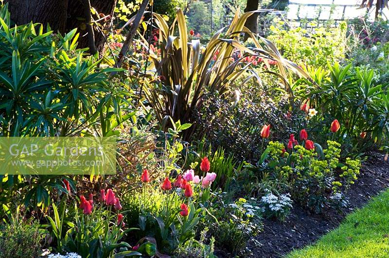 Flowering Tulipa - Tulip - in a mixed bed of shrubs and perennials
