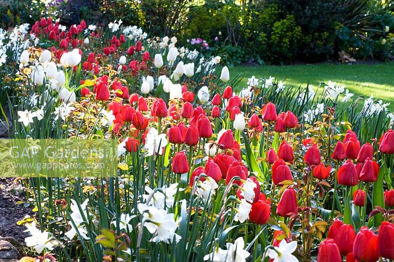 View across a long bed full of Tulipa - Tulip - and Naricussus - Daffodil  