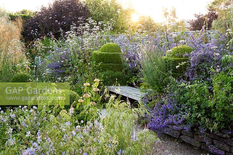 Wooden bench framed by clipped box, Nepeta 'Six Hills Giant' and borders brimming with grasses and herbaceous perennials including Valeriana officinalis, Stipa gigantea, geraniums, Deschampsia caespitosa 'Goldschlier' and Phlomis russeliana at Sea View, Cornwall, UK in June.