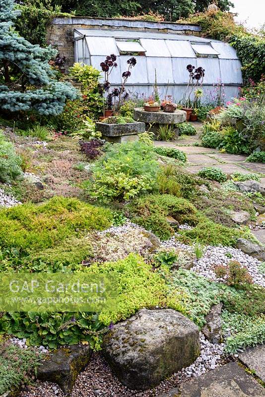The Paved Garden with creeping plants including arabis, thymes, pulsatilla and alchemilla, stone troughs and pots of succulents at York Gate Garden, Adel in July.