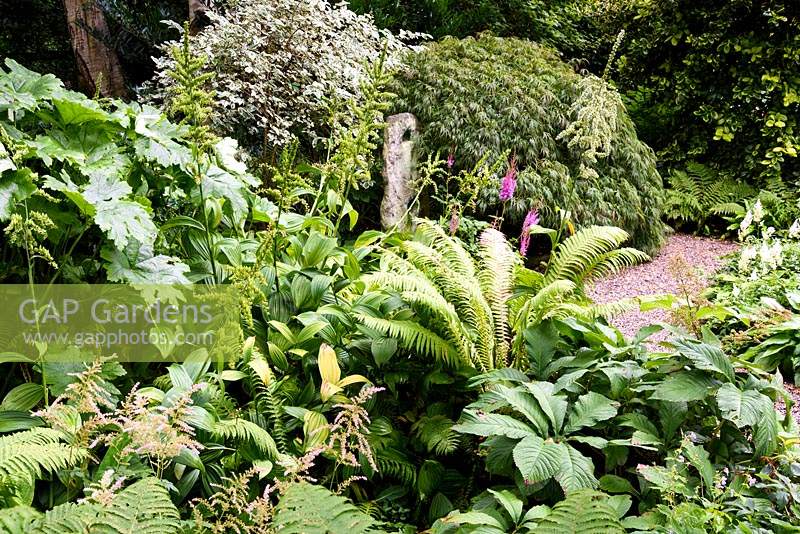 Lush planting in the shady dell including ferns, veratrum, rodgersias and astilbes at York Gate Garden in July.