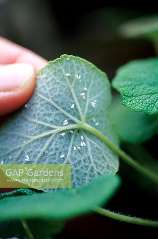 Whitefly on Pelargonium.