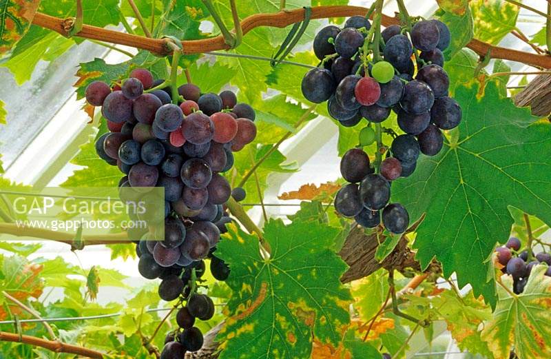 Grape 'Muscat of Hamburgh'