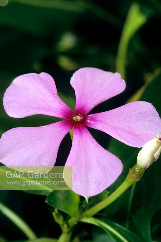 Catharanthus roseus - Madagascan Perrywinkle