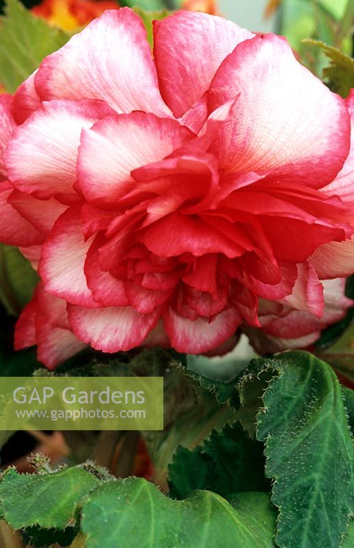 Begonia tuberhybrida, double bicolour flower