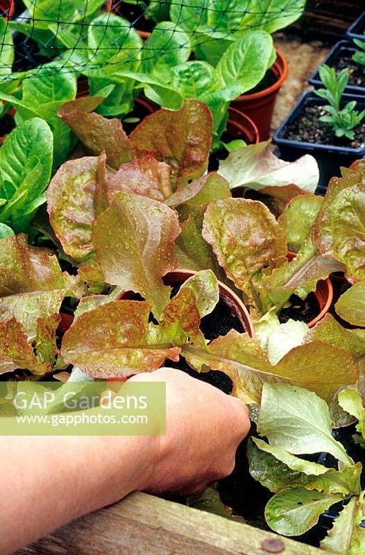 Hardening off young lettuce plants prior to planting out