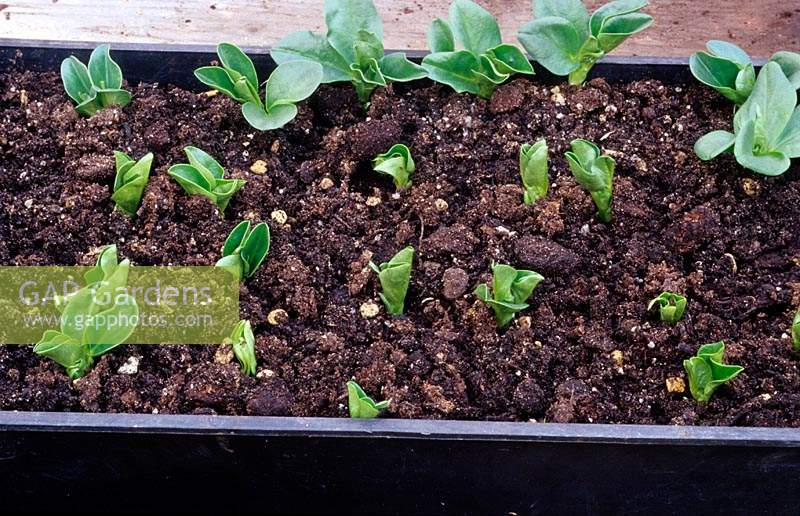 Broad beans germinating in a tray in a greenhouse.