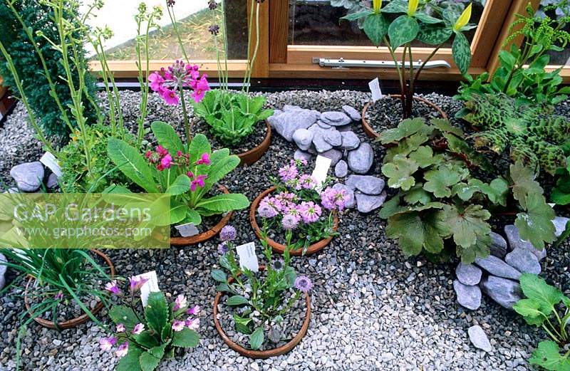 Potted alpine plants plunged in gravel in an alpine house.