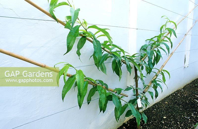 Young fan-trained Prunus persica - Nectarine - 'Lord Napier' growing against a conservatory wall
