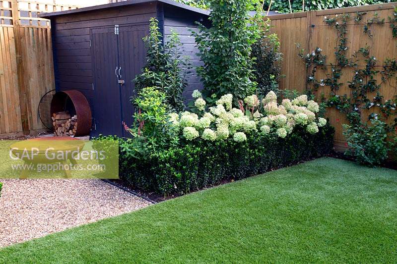 Gravel patio in West London garden with fire pit and grey wooden shed and metal hoop wood store - planting includes Hydrangea paniculata Little Lime, Persicaria Orange Field, Carpinus betulus Frans Fontaine, Euonymus Jean Hughes.