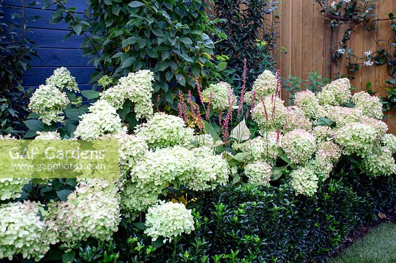 West London garden - planting includes Hydrangea paniculata Little Lime, Persicaria Orange Field, Carpinus betulus Frans Fontaine, Euonymus Jean Hughes.