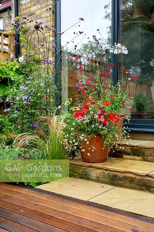 Contemporary garden in West London with stone patio and herbaceous borders, with view towards house. Planting includes Verbena bonariensis, Erigeron karvinskianus, Red Salvia Royal Bumble, Agapanthus africanus Twister in containers