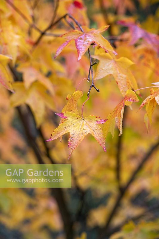Acer 'Pubinerve' - Japanese Maple 'Pubinerve' leaves in autumn