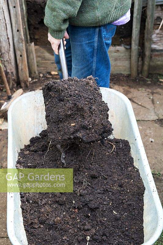 Gardener shoveling homemade compost into a wheelbaroow from a compost heap ready to put into vegetable garden in autumn