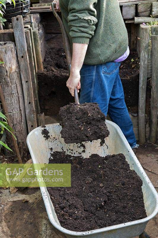 Gardener shoveling homemade compost into a wheelbaroow from a compost heap ready to put into vegetable garden in autumn