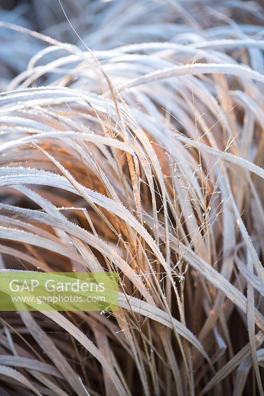 Panicum virgatum 'Warrior' covered with frost in Winter.