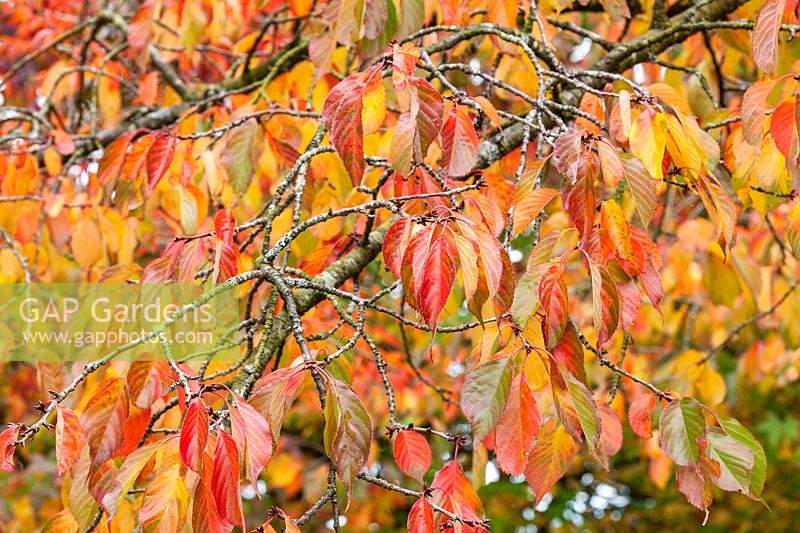 Prunus 'Yokihi' - Japanese Cherry 