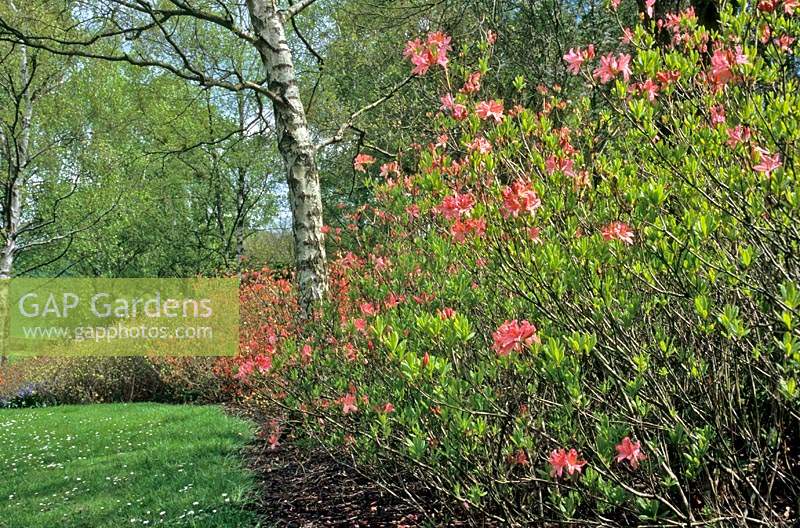 Bed of Rhododendron - Deciduous Azalea - with Betula - Silver Birch 