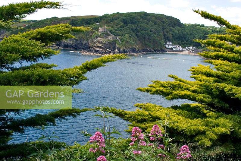 View across water through a pair of Cupressus macrocarpa 'Lutea' - Monterey Cypress - to land and beach beyond