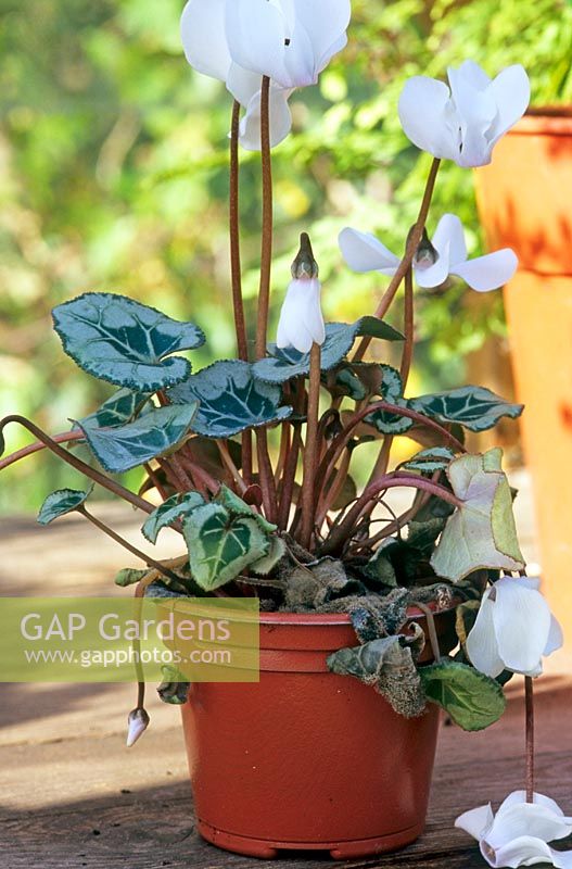 A Cyclamen affected by Botrytis disease