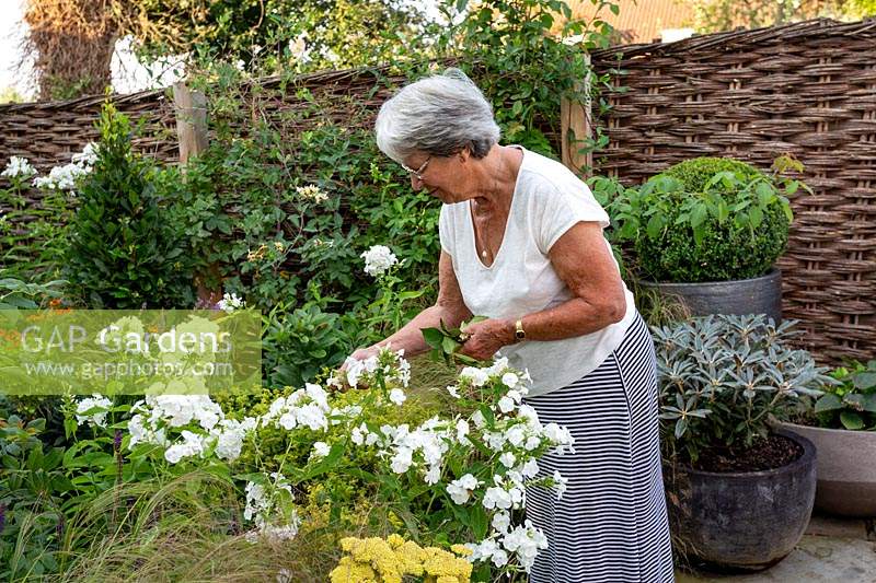 Woman deadheading Phlox 'David' in a small cottage garden