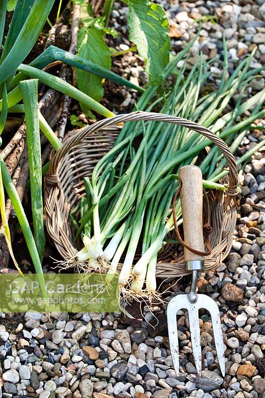 Allium fistulosum - Spring or Salad Onion or Scallion - in a basket with handfork