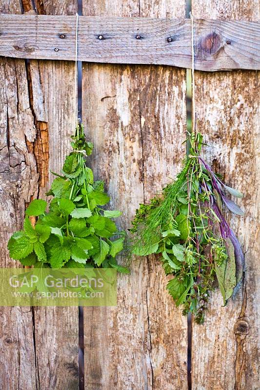 Two bunches of herbs hung up to dry, one bunch of Melissa officinalis - Lemon Balm  - and the other mixed herbs 