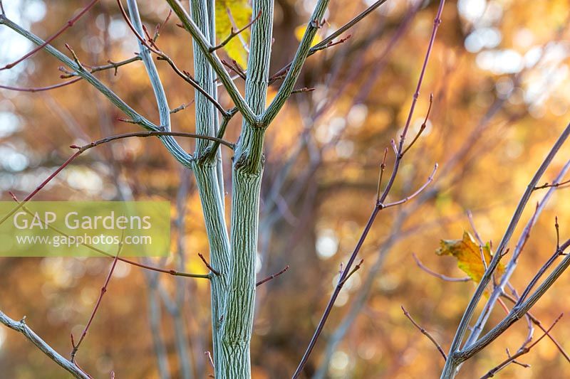 Acer davidii VIPER 'mindavi' - Snake bark maple 'Viper' tree bark 