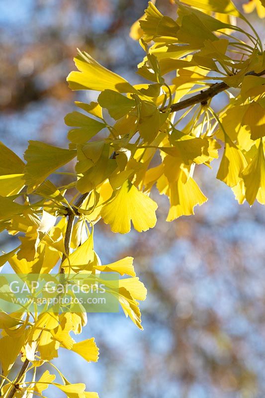 Ginkgo biloba 'Princeton sentry' - Maidenhair tree 'Princeton Sentry' foliage in autumn