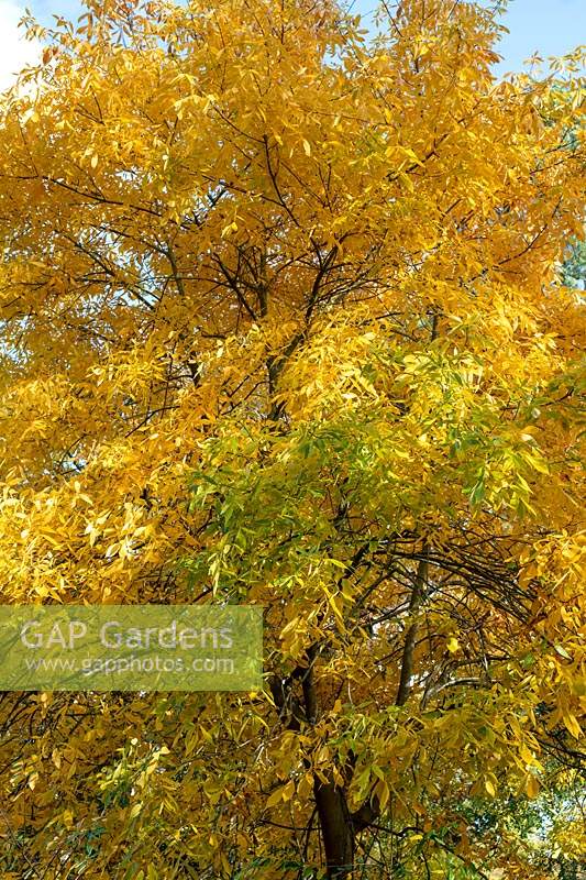 Carya glabra - Pignut hickory tree foliage 