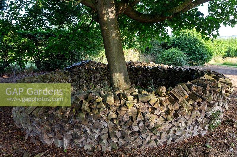 Acer platanoides - Norway Maple - with decorative circular wood pile habitat around trunk