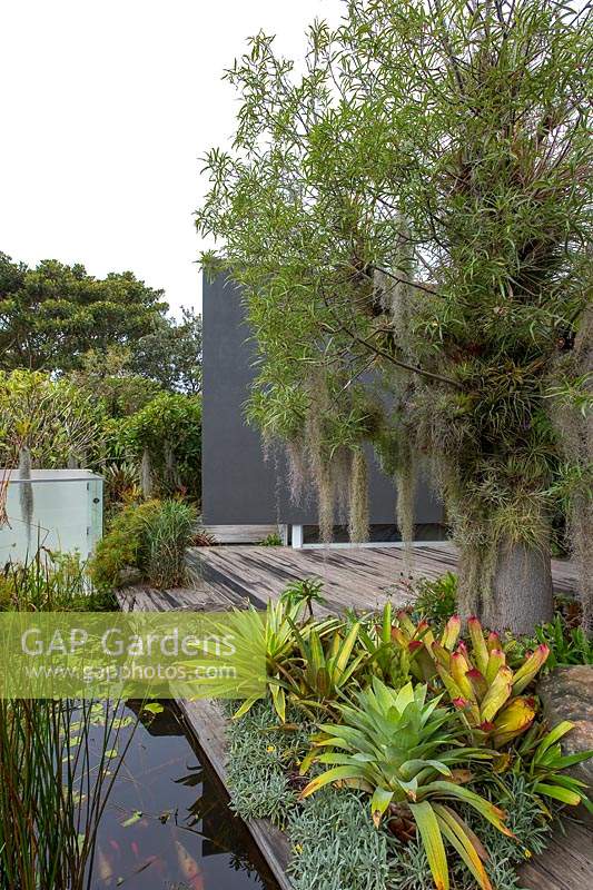 A timber deck  and a pond with a Queensland Bottle Tree, Brachychiton rupestris, featuring bromeliads and a collection of airplants, Tillandsias growing in the tree.