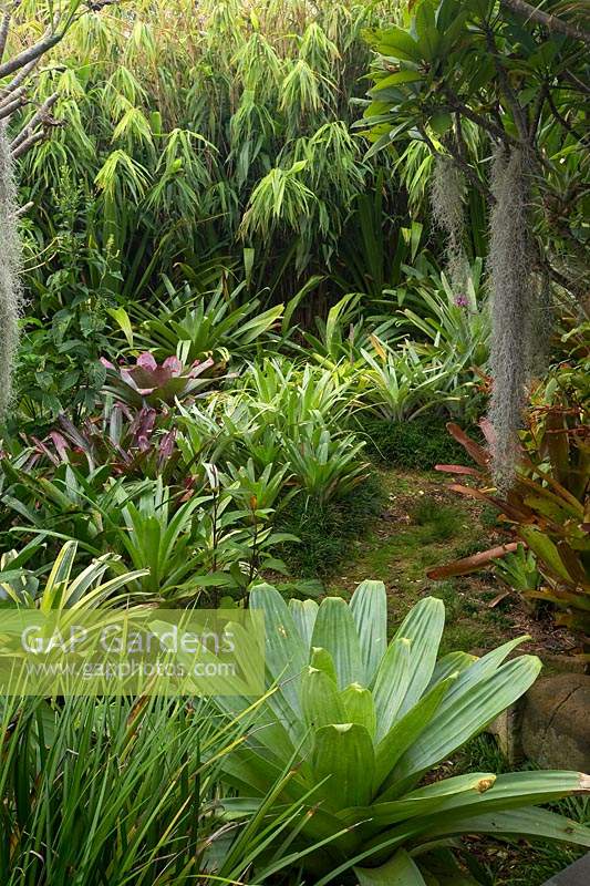 An informal path, edged with Mondo Grass leading through a lush, jungle garden heavily planted with a variety of bromeliads, featuring large Alcantareas, Frangipanis and Airplants.