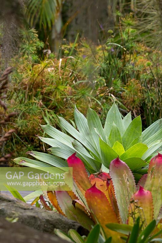 Alcantarea, a large bromeliad, with pointed silver and green leaves, behind a broeliad with pink tipped, spiky leaves.