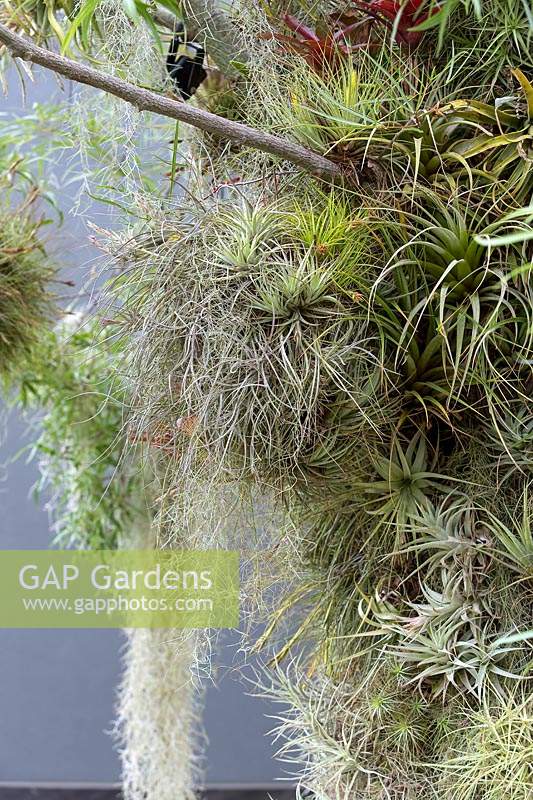 Tillandsias growing amongst the branches of a Brachychiton rupestris - Queensland Bottle Tree