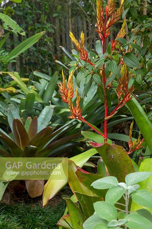 Yellow and orange bromeliad flower with a bright red stem growing 